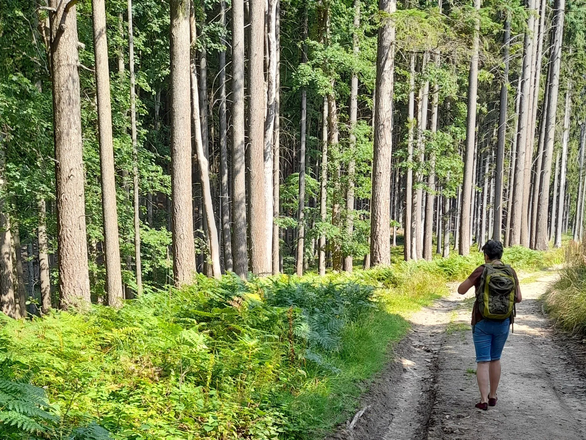 Z Ploštiny k prameni Vláry