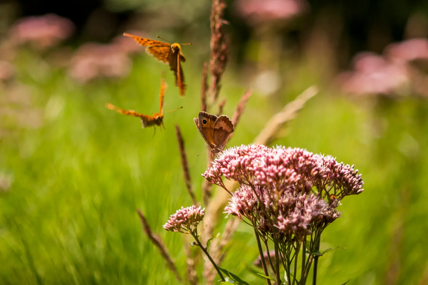 Závrší s romantikou mezi jalovci