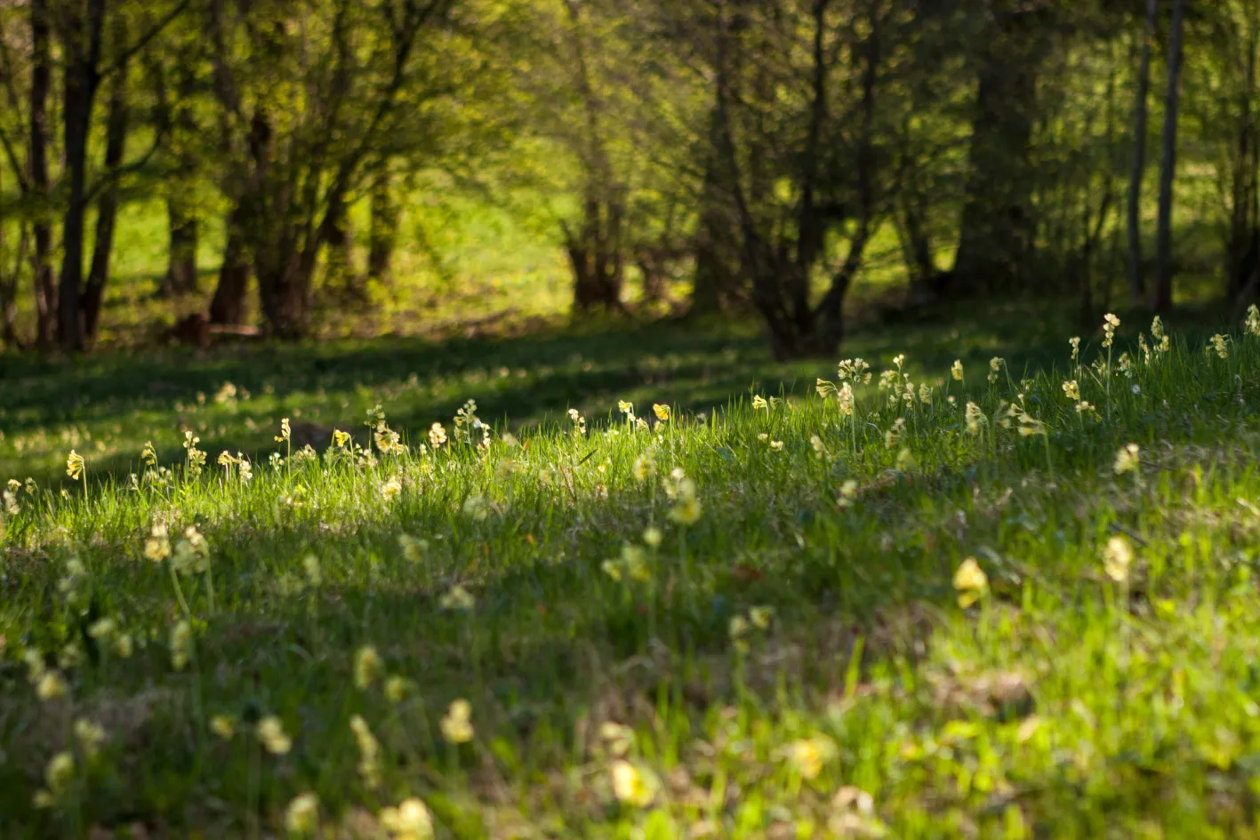 Hřebenem Královce za krásami UNESCO