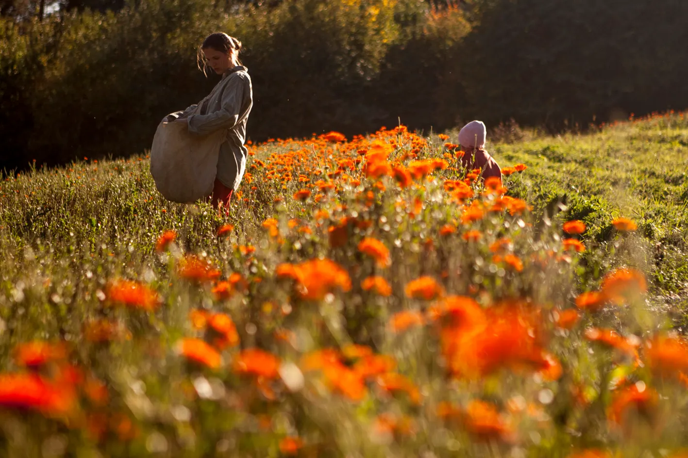 Putování po sušírnách ovoce
