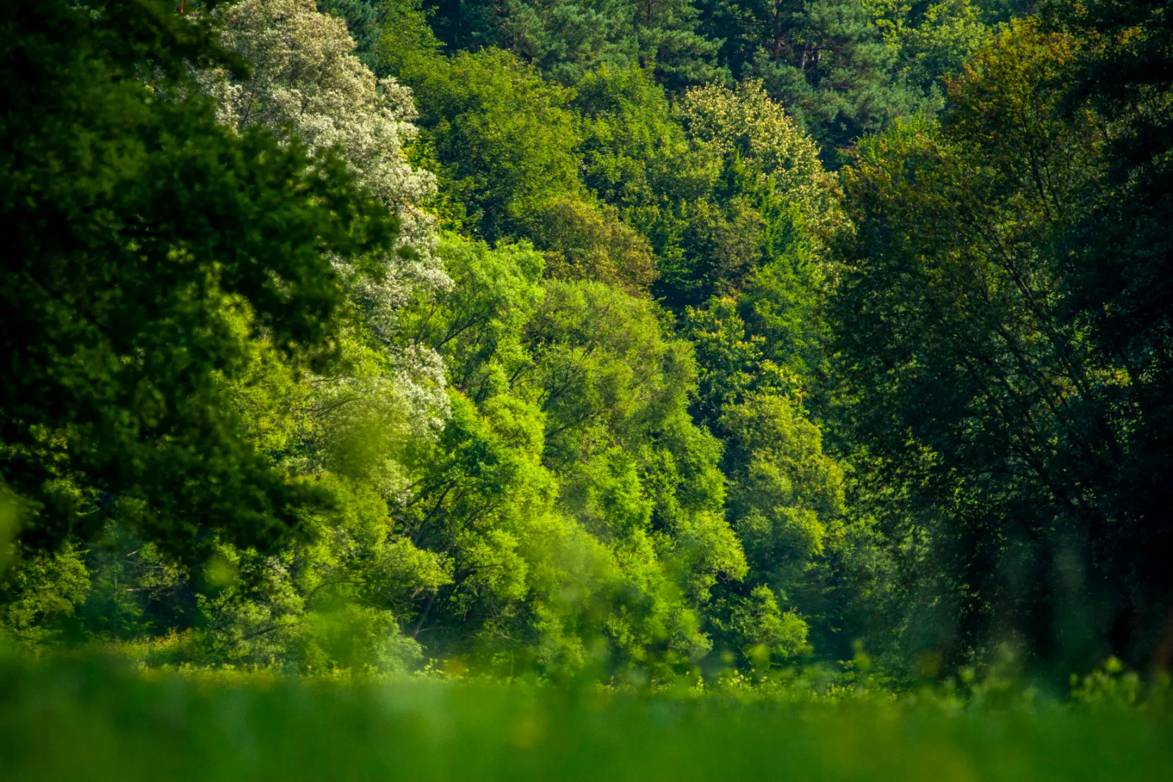 Za přírodní památkou Smolinka