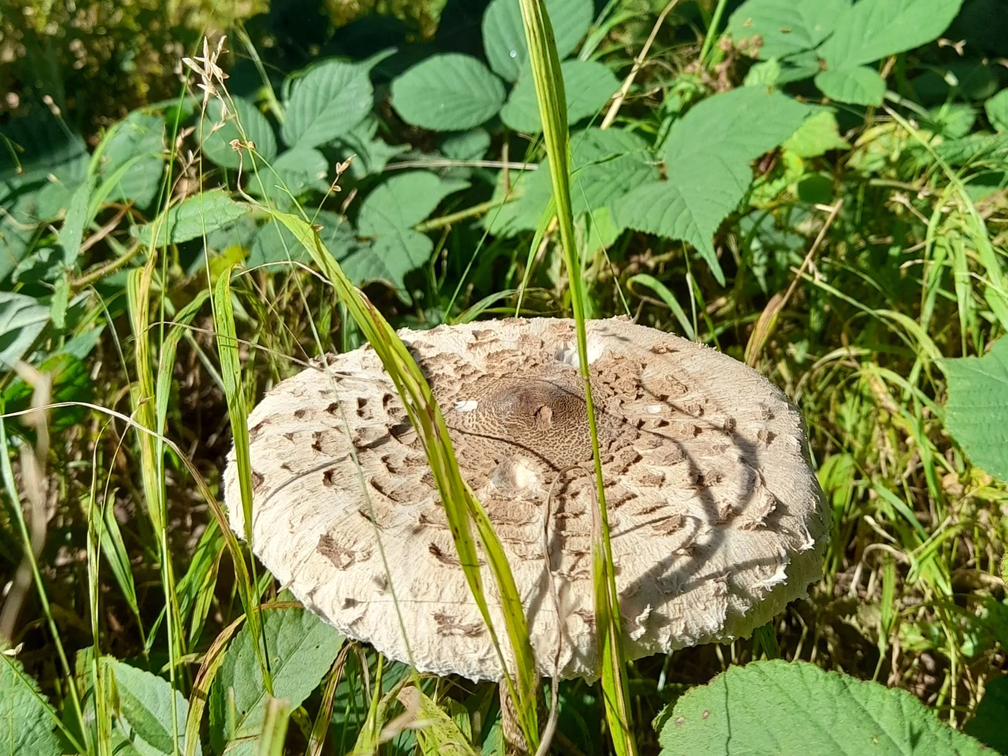Z Ploštiny k prameni Vláry