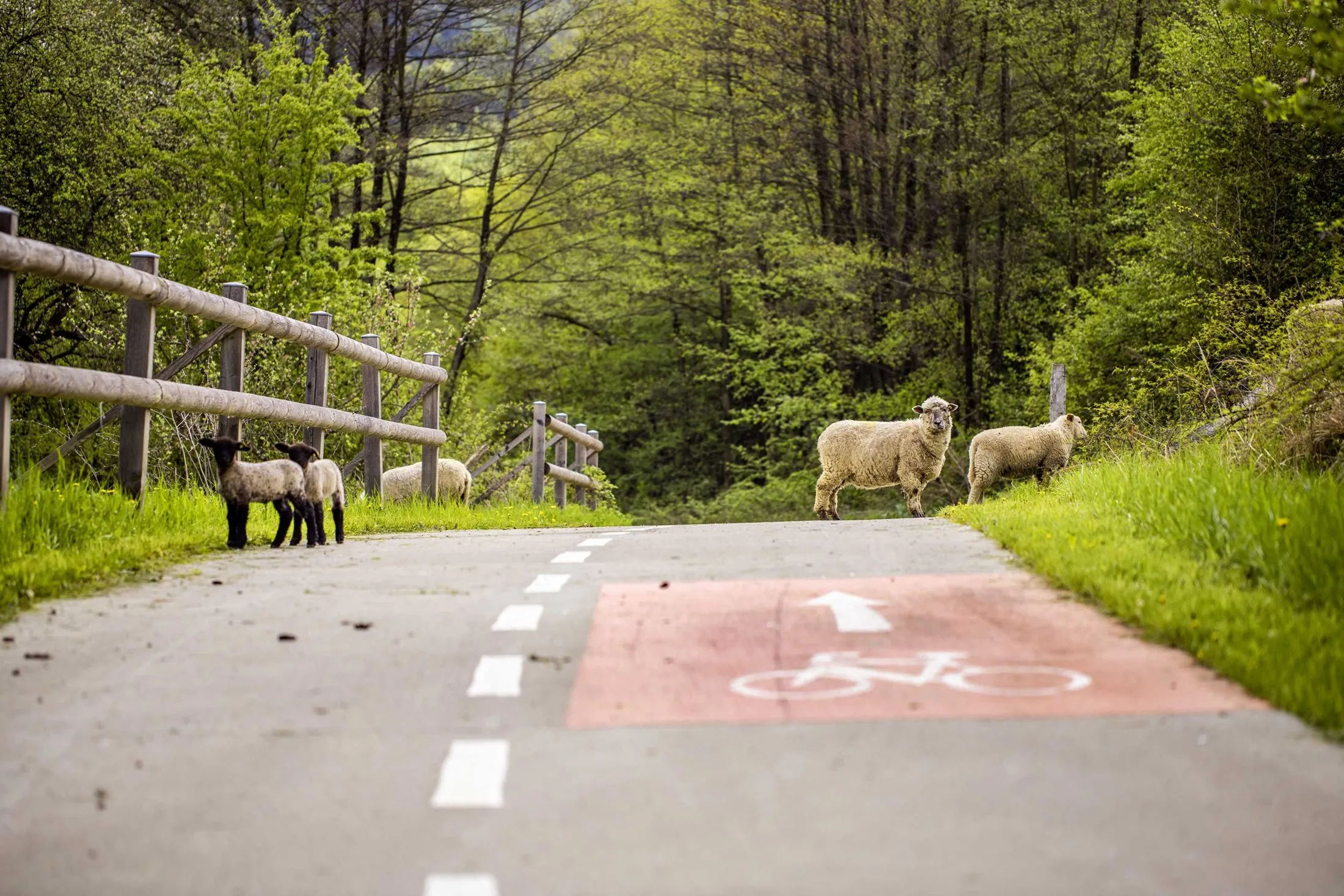 Jarní nálada na cyklostezce