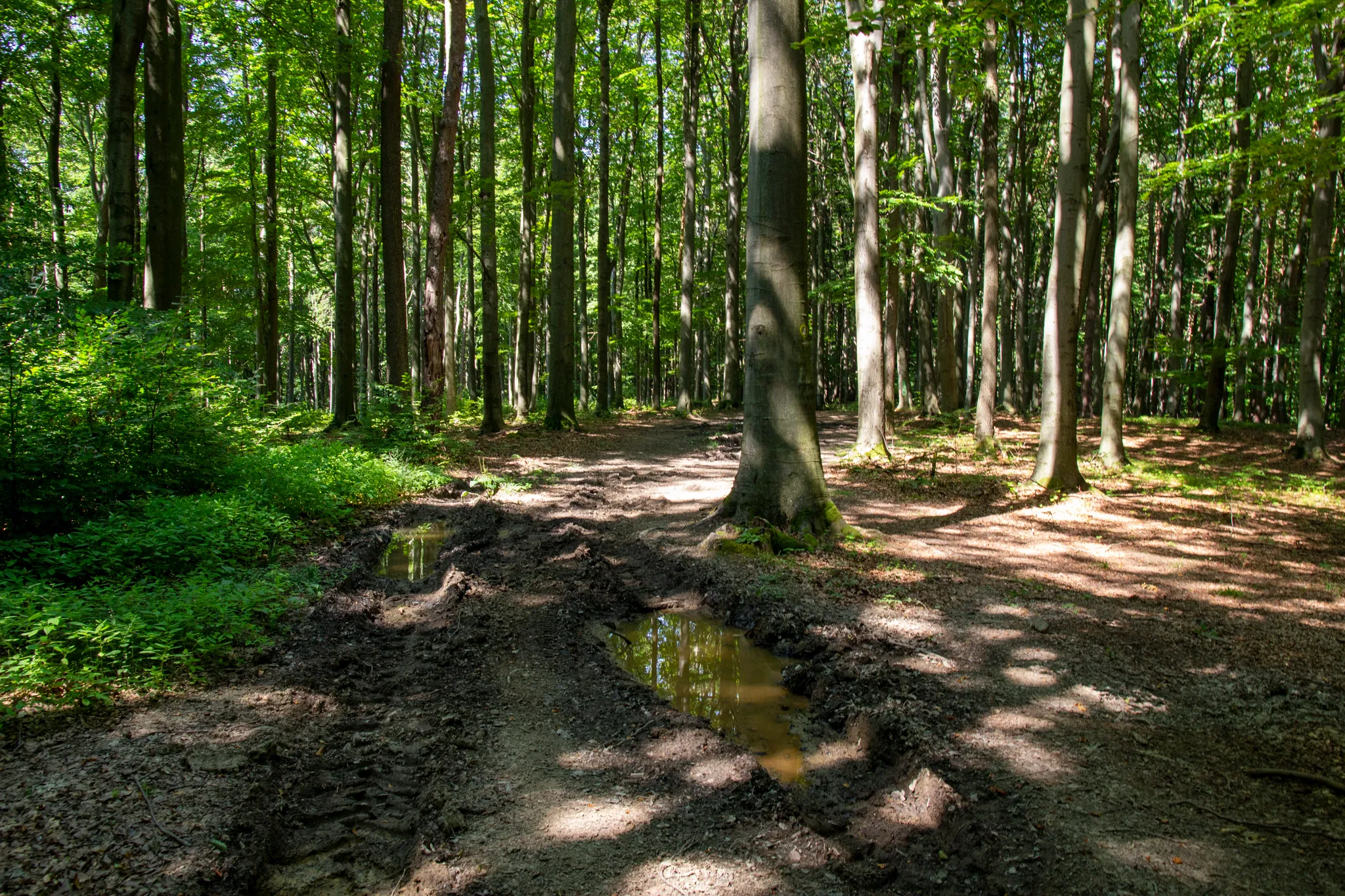 Na kole okolím Šanova