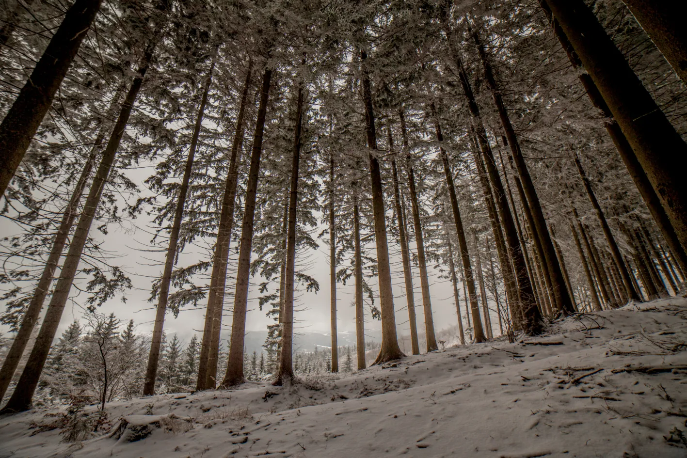 Študlovskými pasekami na vrchol Končitá
